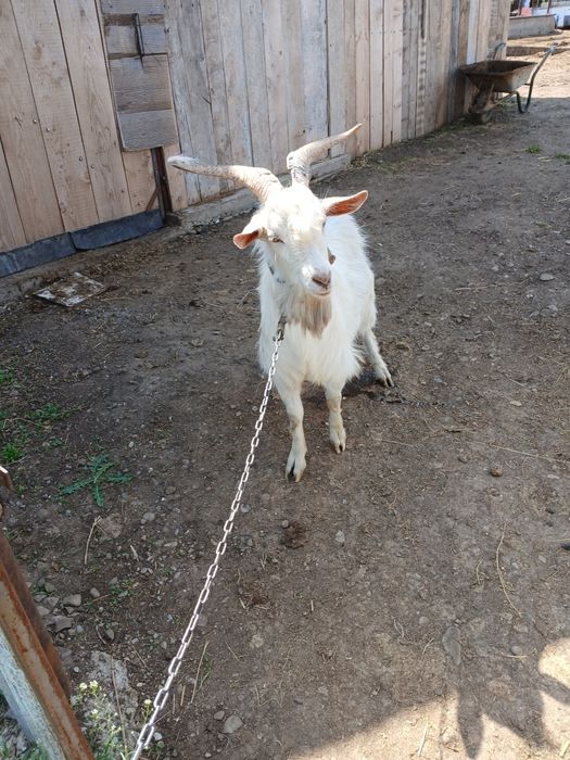 Vand țap ..mai multe detalii la telefon