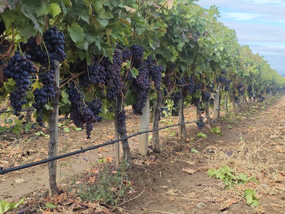 Черно грозде за ракия