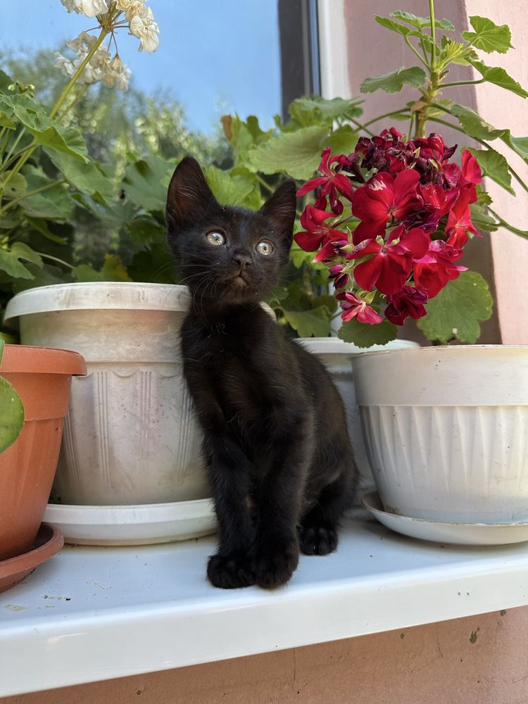 Подарявам котенца