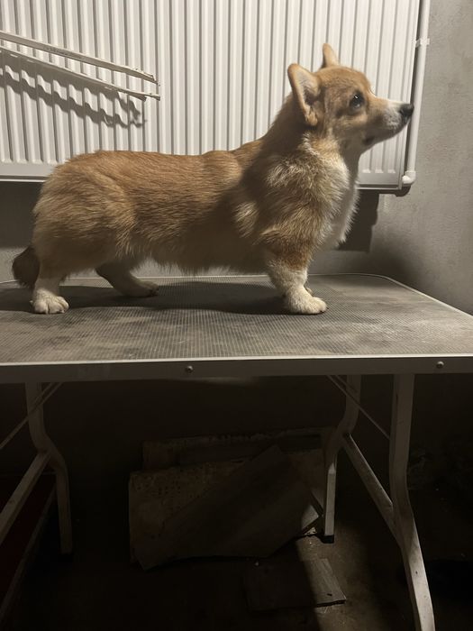 Mascul Corgi cu pedigree