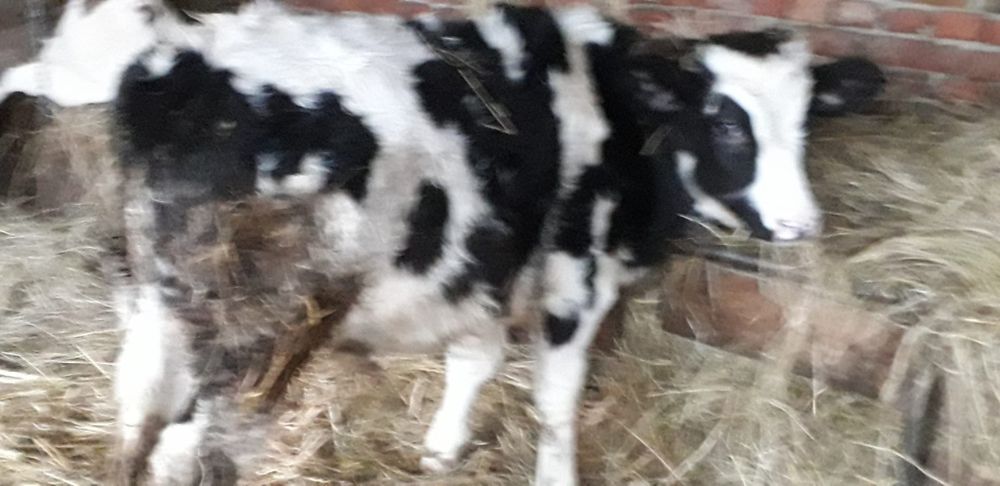 Vând tauras de sacrificat de sacrificat mai multe detali la telefon