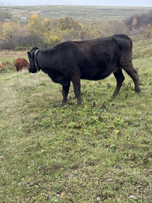 Vând vacă rasa angus