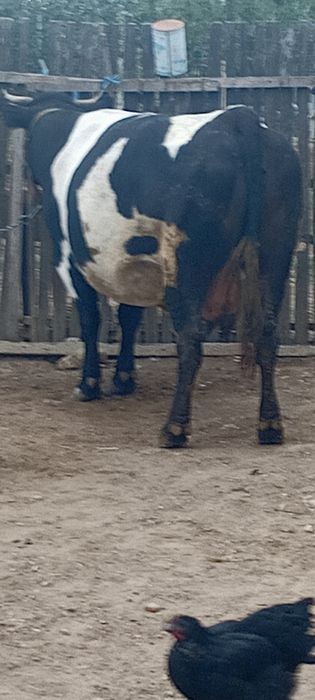 De vânzare vaca gestanta
