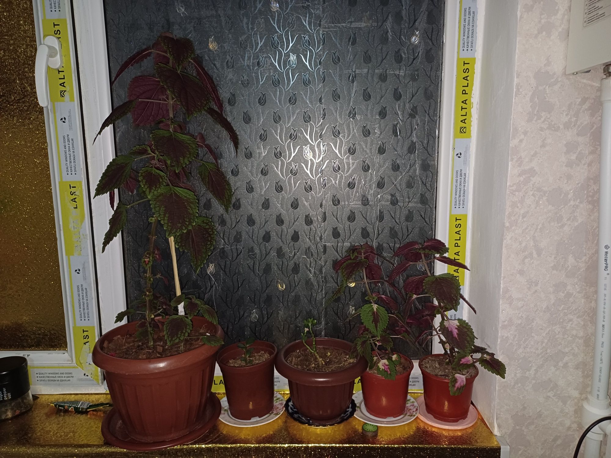 Продаётся цвети красивий