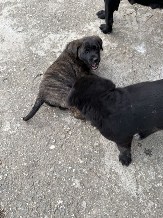 Donez doi caței, mama labrador cu brak german, tată necunoscut