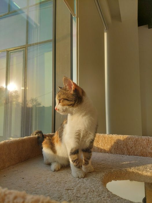 Котенок девочка трехцветная