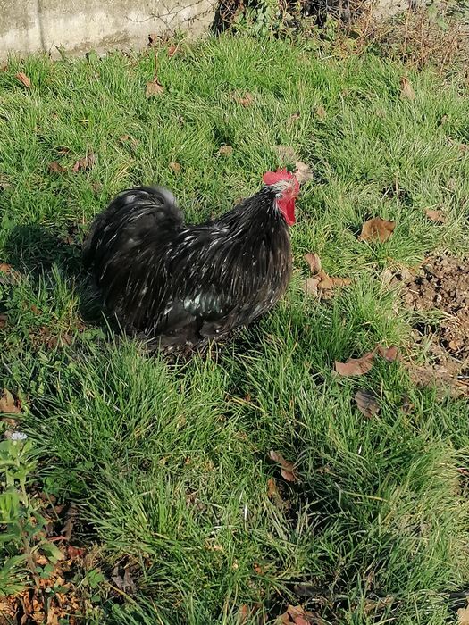 Vând gâște și găini cochinchina uriaș