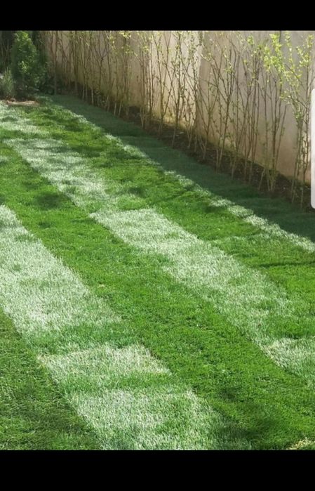 Gazon rulou sport/ calitate extra /asiguram transport și montaj