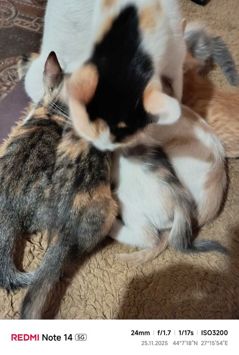 Подарявам малки котета