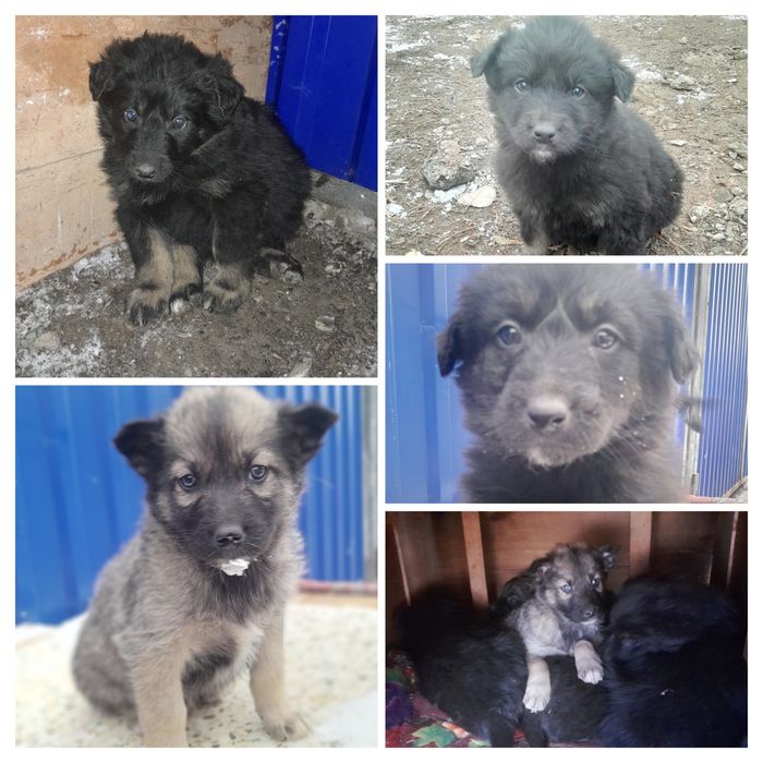 Щенки ищут надёжного хозяина