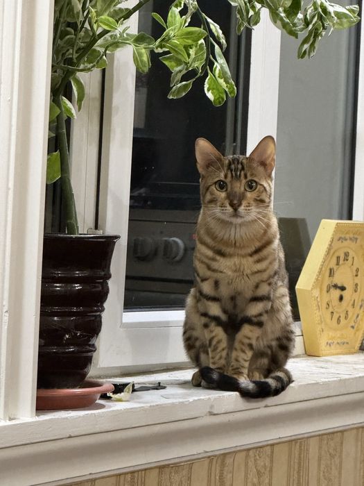 Бенгальский кот