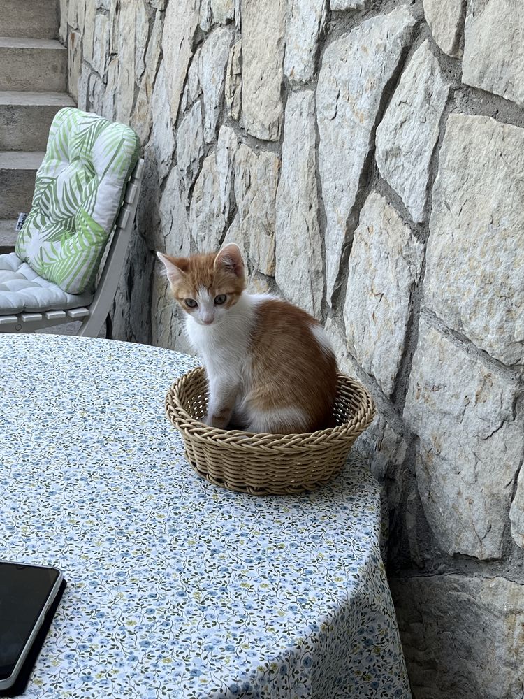 Adoptie pui pisica