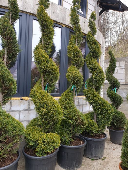 Vând spirala pon pon