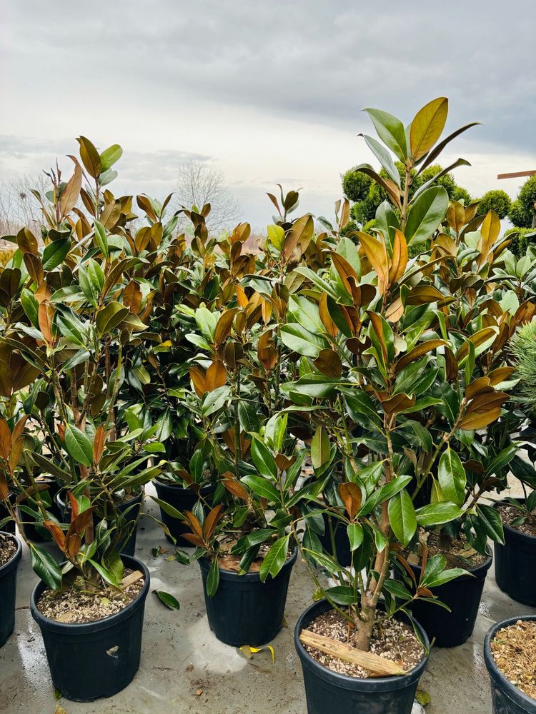 Plante Ornamentale Photinia , Laur englezesc , Leylandi , Tuia spirala