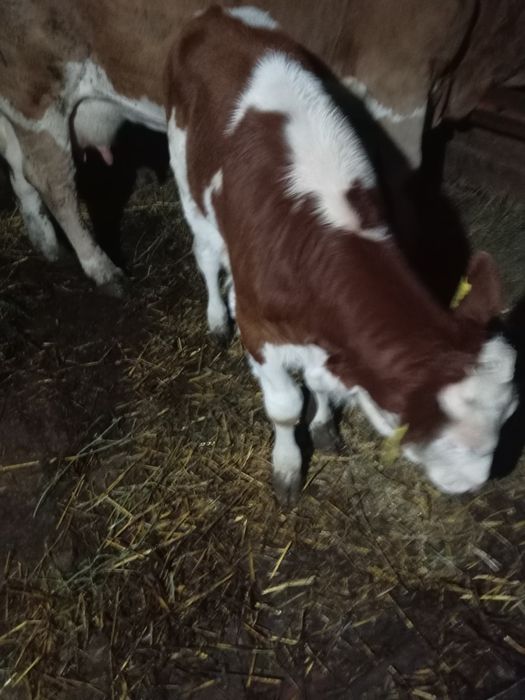 Vând vitica de o lună