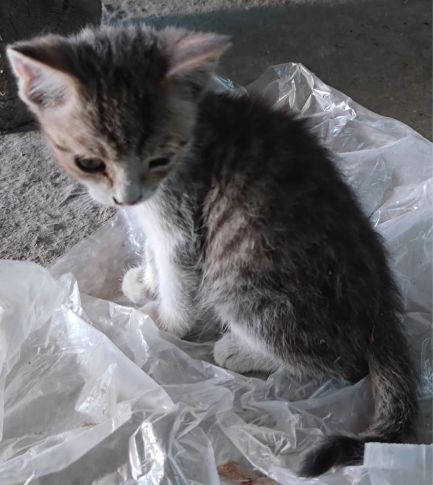 Котята ищут дом!