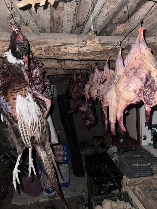 Yovvoyi o’rdak fazan tustovuq quyon go’shtlari. Дич. Dich