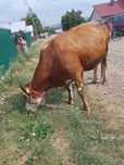 Vaca de vanzare 2 ani jumate