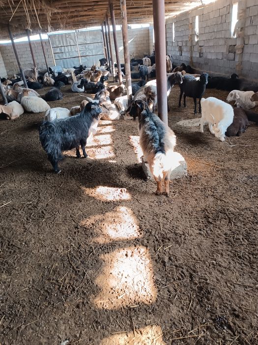 Боқилган эчки ва улоқлар тирик вазинга сотилади