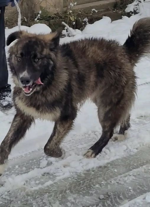 Ciobanesc carpatin spre adoptie