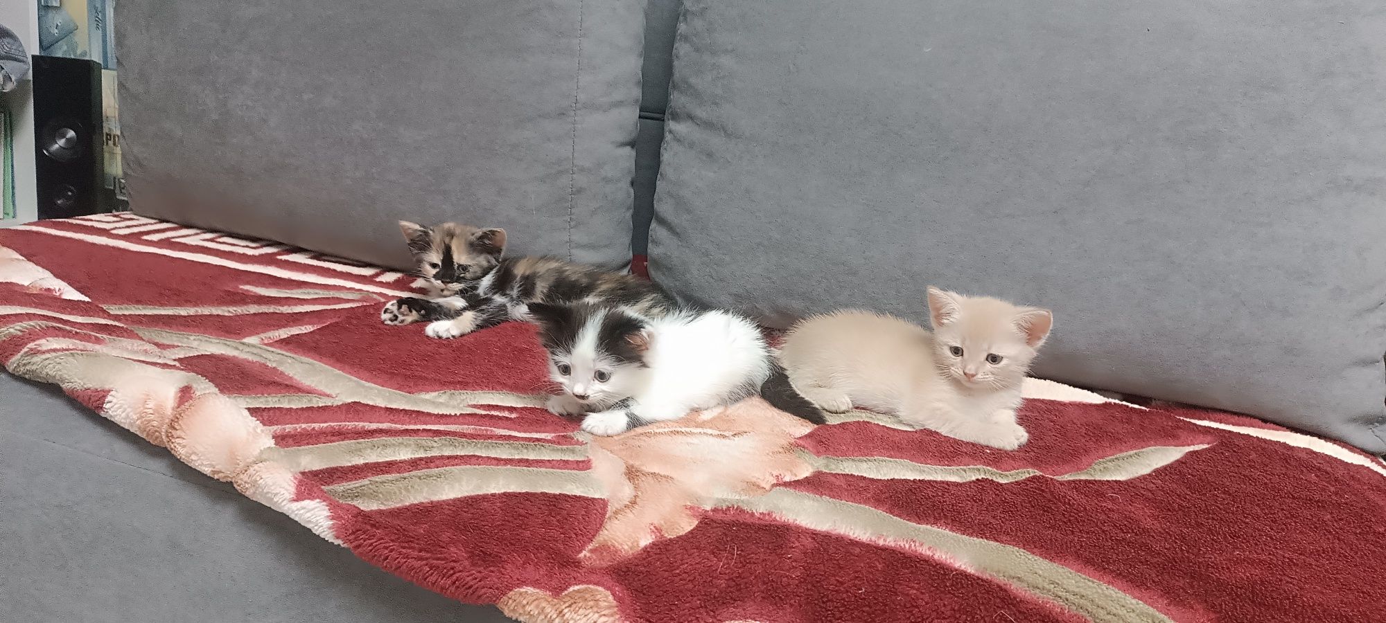 Одам котят в хорошие руки