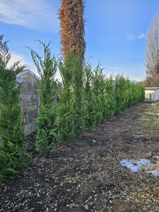 Vand Tuia leilandy livrez la domiciliu