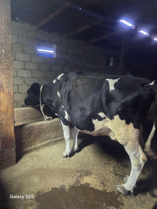 Продается корова голштейн
