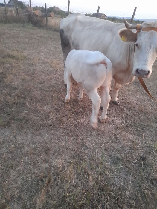 Vaca si vitel de vanzare