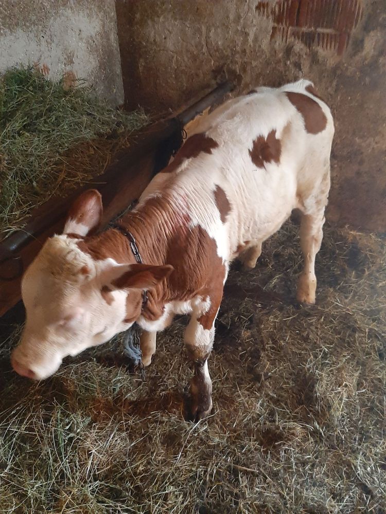 Vand juninca cu vitel