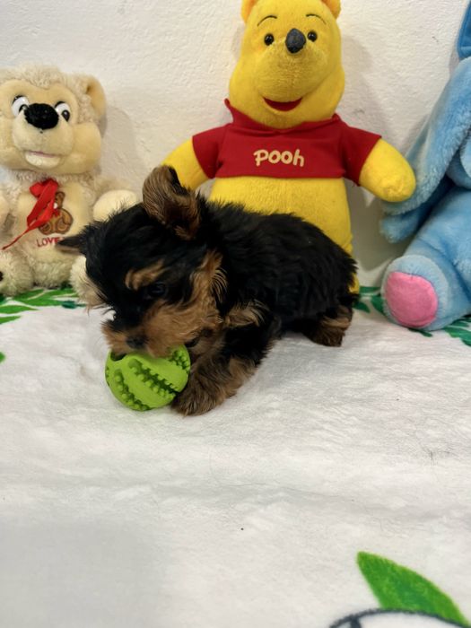 Йоркширски териер-Мини йорки