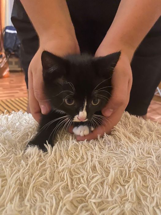 Отдам котенка бесплатно