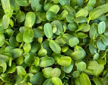 Microplante proaspete (vlăstari) - Livrare gratuita in TG-Mures!