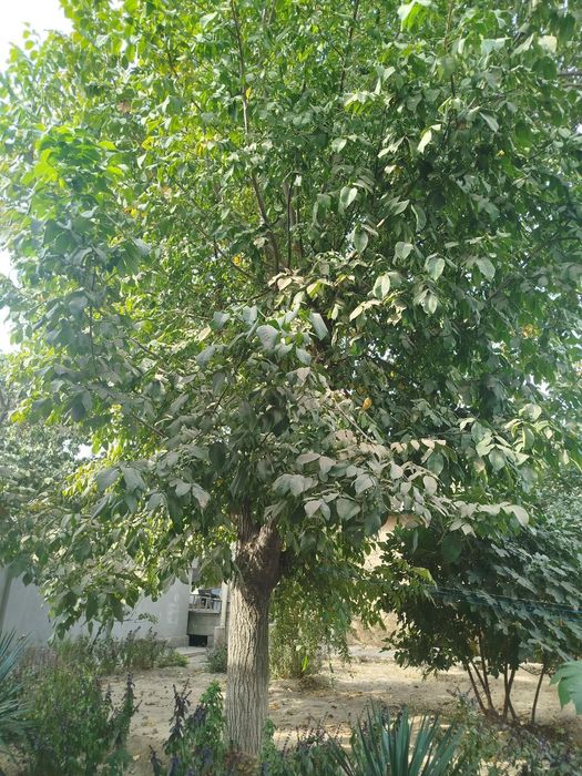 Ёнғоқ дарахти сотилади