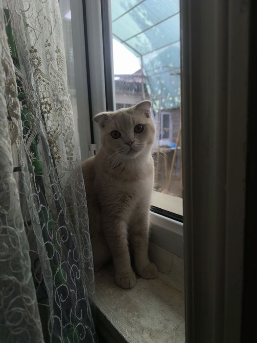 Mushuk sotiladi  Scottish Fold