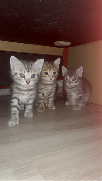 Отдам котят бесплатно