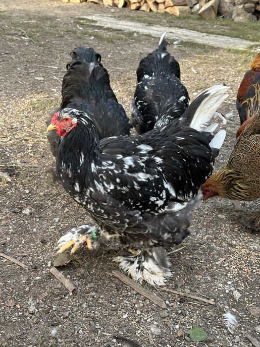 Disponibili cocosi brahma negru si boobat