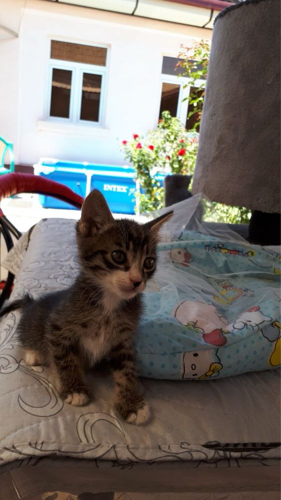 Котята в добрые руки!