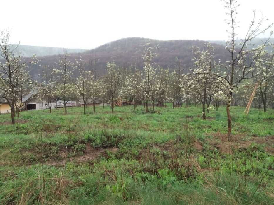 Plantatie de pomi, Autostrada Pitesti-Sibiu la aprox. 8 KM + pamantul