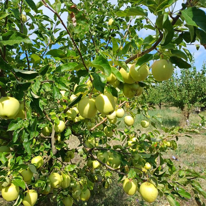 Vand angro 3,5 lei mere golden delicios