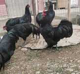 Cocoși Australorp