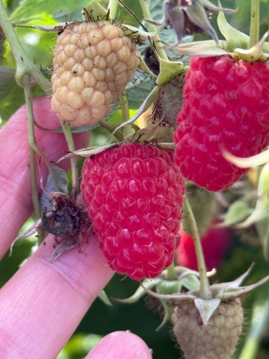 Butași de zmeură Mapema