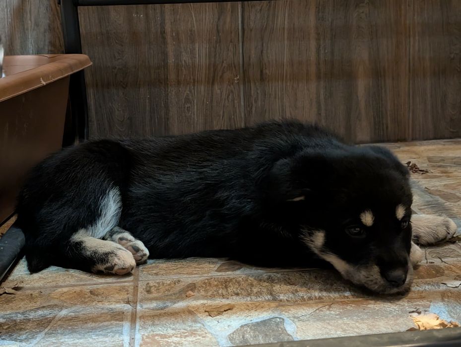 Подарявам кученца в Старо село