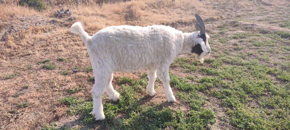 Echki 2 yoshar katta sarka