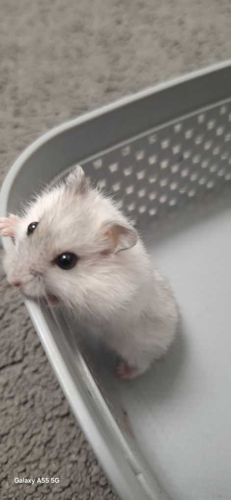 Pui hamsteri pitic 30 lei