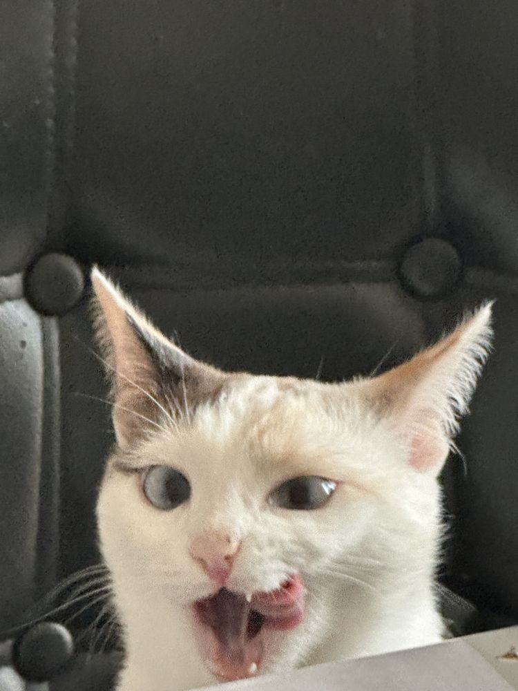Две кошки