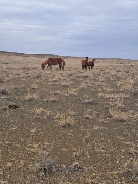 3 бие жабагысымен 1 байтал