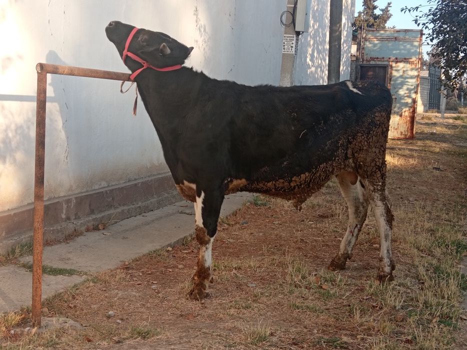 Buqa toza pyostra tonna boladi bu