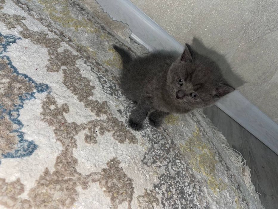 котята скоттиш страйт малчик