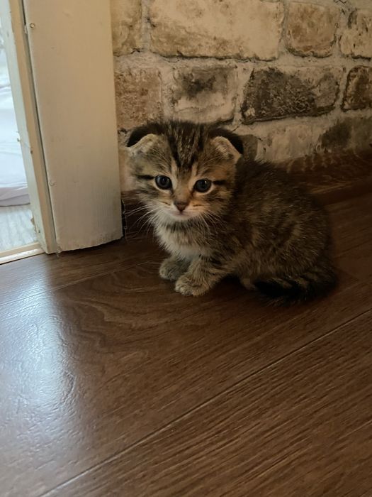 Котенок шотландская вислухий
