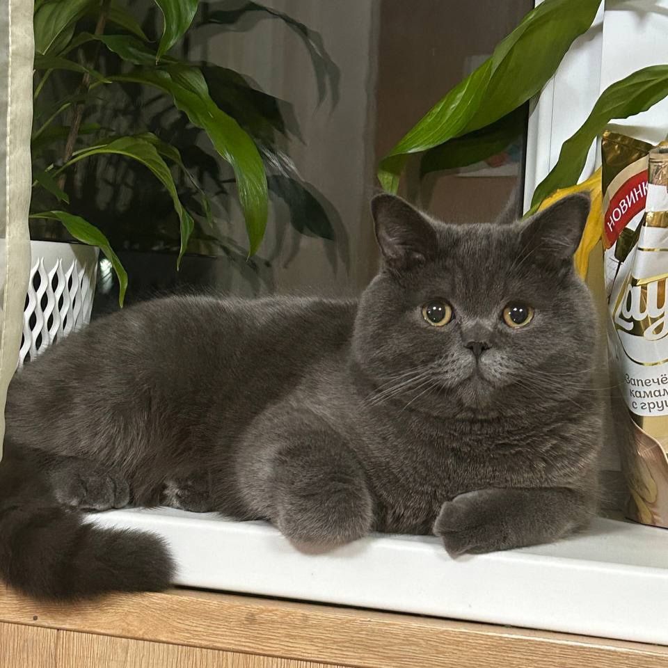 Вязка шотландского кота